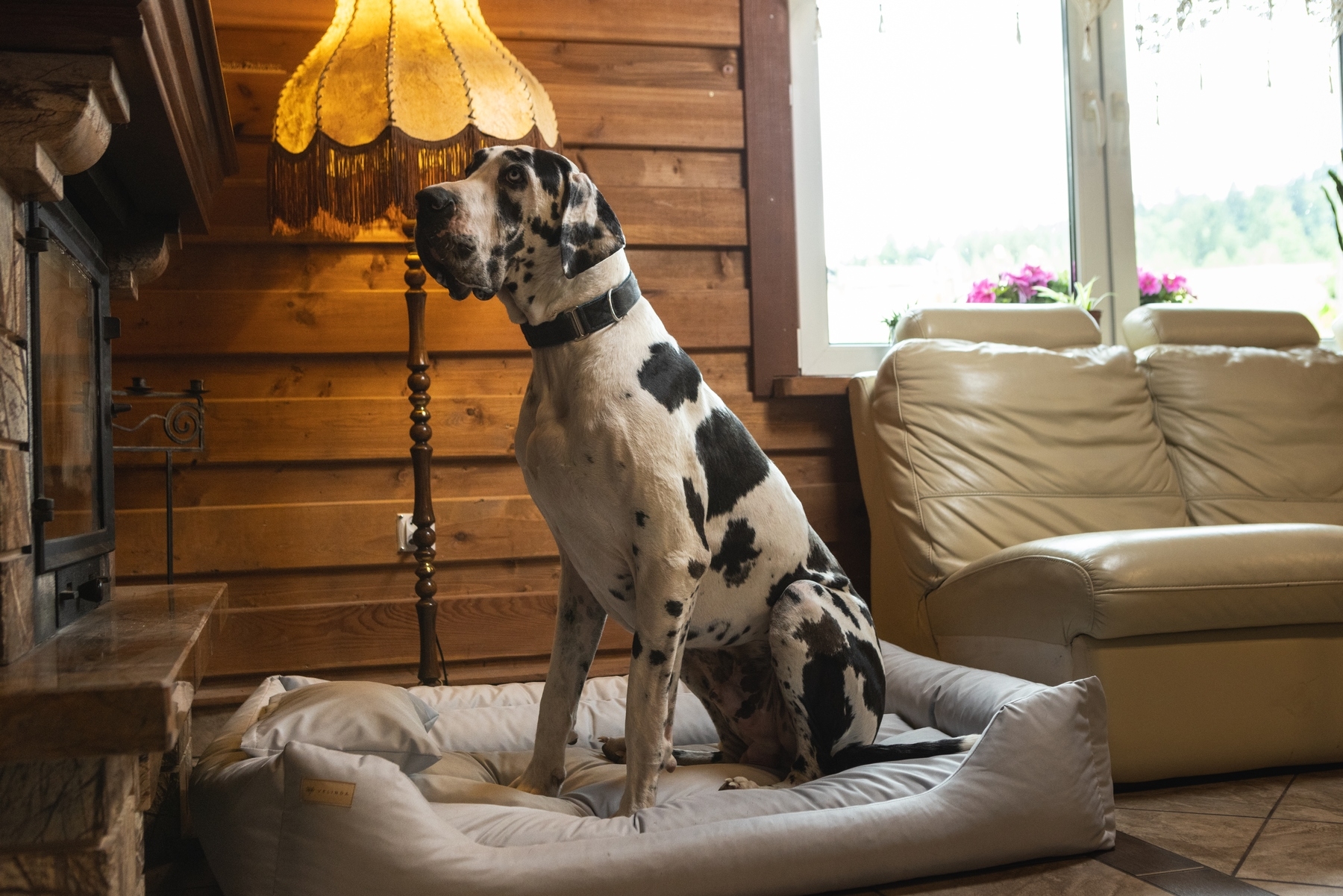 Dog cat bed with pillow 120x90 - Image 4