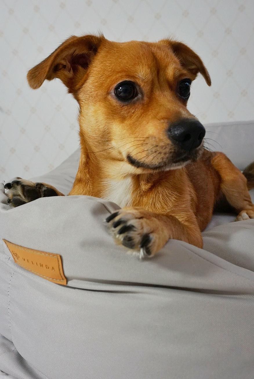 Dog cat bed with pillow 120x90 - Image 9